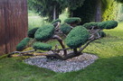 Formowanie i przycinanie drzew i krzewów, spirale, bonsai - 5