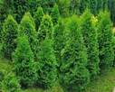 Tuja Szmaragd, thuja, tuje Smaragd wys 100 cm - 2