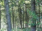 Piękna działka nad Wkrą - 3