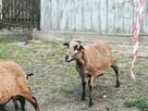 Owce kameruńskie - 3