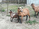 Owce kameruńskie - 2
