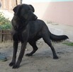 Młody, wesoły piesek szuka domu - 3