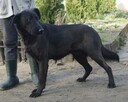 Młody, wesoły piesek szuka domu - 5