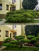 Formowanie i przycinanie drzew i krzewów, spirale, bonsai - 7