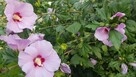 Hibiskus krzew ogrodowy różne wielkości - 2