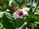 Hibiskus krzew ogrodowy różne wielkości - 11