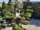 Niwaki - BONSAI ,Drzewka formowane -SZKÓLKA Ustroń w.śląskie - 14