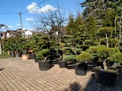 Niwaki - BONSAI ,Drzewka formowane -SZKÓLKA Ustroń w.śląskie - 8