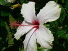 Hibiskus krzew ogrodowy różne wielkości - 10