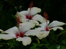 Hibiskus krzew ogrodowy różne wielkości - 9