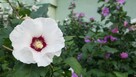 Hibiskus krzew ogrodowy różne wielkości - 5