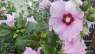 Hibiskus krzew ogrodowy różne wielkości - 6