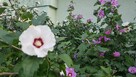 Hibiskus krzew ogrodowy różne wielkości - 4