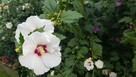 Hibiskus krzew ogrodowy różne wielkości - 1