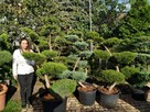 Niwaki - BONSAI ,Drzewka formowane -SZKÓLKA Ustroń w.śląskie - 11