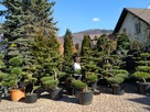 Niwaki - BONSAI ,Drzewka formowane -SZKÓLKA Ustroń w.śląskie - 12