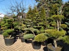 Niwaki - BONSAI ,Drzewka formowane -SZKÓLKA Ustroń w.śląskie - 9