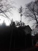 WYCINANIE DRZEW- tanie usługi - 4