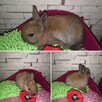 króliki króliczki karzełki, miniaturki prawdziwe maluchy