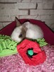 króliki króliczki karzełki, miniaturki prawdziwe maluchy