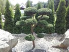 Niwaki Drzewa i krzewy formowane Bonsai -Szkólka - 15