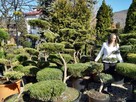 Niwaki Drzewa i krzewy formowane Bonsai -Szkólka - 9