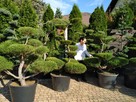Niwaki Drzewa i krzewy formowane Bonsai -Szkólka - 2