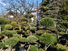 Niwaki Drzewa i krzewy formowane Bonsai -Szkólka - 13