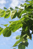 Szkółka drzew - Wiąz górski Camperdownii - Kraków - Sungarde - 2