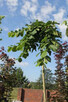 Szkółka drzew - Wiąz górski Camperdownii - Kraków - Sungarde - 3