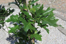 Szkółka drzew - Dąb błotny – Quercus palustris | Duże drzewa - 2