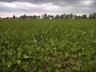 Pracujące GOSPODARSTWO ROLNE. - 700 ha - 15