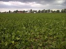 Pracujące GOSPODARSTWO ROLNE. - 700 ha - 16