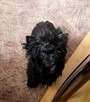Yorkshire Terrier Black - 4