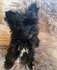 Yorkshire Terrier Black - 2