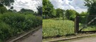 Koszenie trawy trawników Przemyśl Pielęgnacja terenów zielon - 3