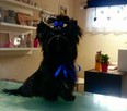 Yorkshire Terrier Black - 1
