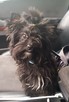 Yorkshire Terrier Black - 3
