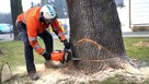 Wycinka drzew z podnosnika /metoda alpinistyczna - 2