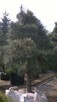 SOSNY BONSAI - 3