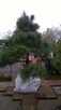 SOSNY BONSAI - 2