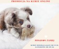 Kursy dla opiekunów psów/kotów/pracujących ze zwierzętami % - 2