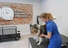 Fizjo Pet Med klinika rehabilitacji zwierząt - 2