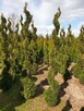 Thuja tuja Szmaragd Spirala - 3