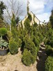 Thuja tuja Szmaragd Spirala - 2