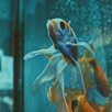 Ozdoby - akwarium terrarium - okleina - 2