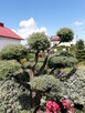 tuje świerki choinki - 9