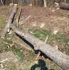drewno tartaczne - 1