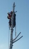 Wycinka alpinistyczna, frezowanie pni - 2