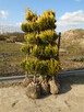 Tuja Szmaragd z bryłką 100-180cm. sadzenie - 11
